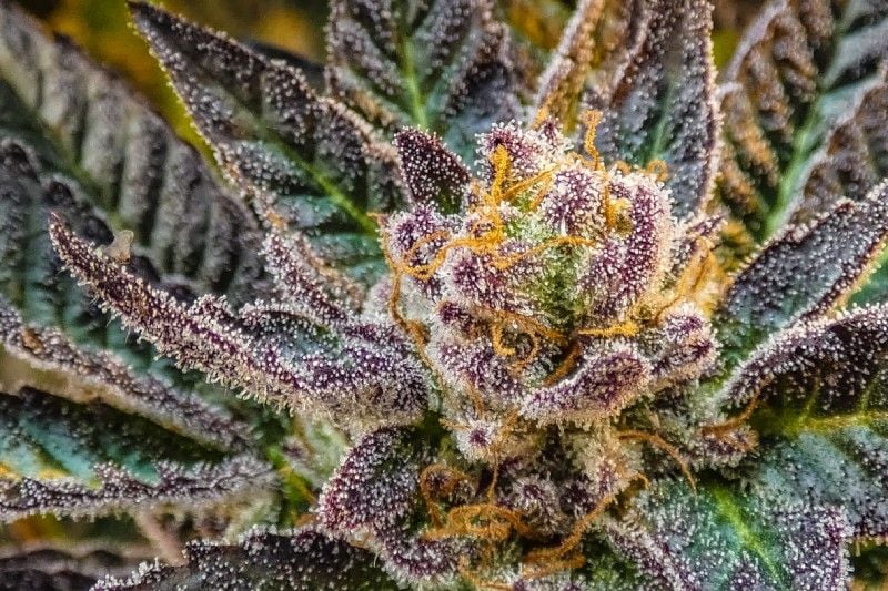 Get Rid of Weed Odor Before It’s A Problem Get Rid of Weed Odor Before It’s A Problem